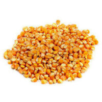 Maize corn